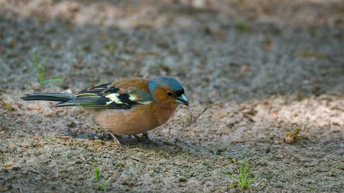A chaffinch bird is foraging for food on the forest ground, showcasing its vibrant feathers.